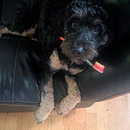 Luna is registered to the contest to win money with this photo: dog, pet, black_leather_couch, toothbrush, wooden_floor, indoor, animal, fur, cute, canine, looking_up, resting, household, domestic_animal, paw, mammal, companion, playful, relaxed, living_room