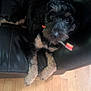 dog, pet, black_leather_couch, toothbrush, wooden_floor, indoor, animal, fur, cute, canine, looking_up, resting, household, domestic_animal, paw, mammal, companion, playful, relaxed, living_room