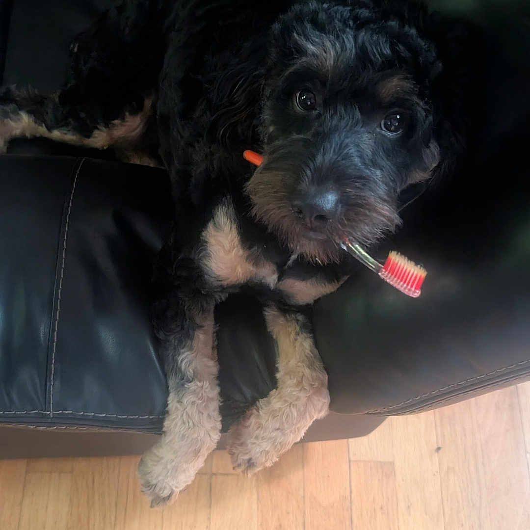 Luna is registered to the contest to win money with this photo: animal, black_leather_couch, canine, companion, cute, dog, domestic_animal, fur, household, indoor, living_room, looking_up, mammal, paw, pet, playful, relaxed, resting, toothbrush, wooden_floor