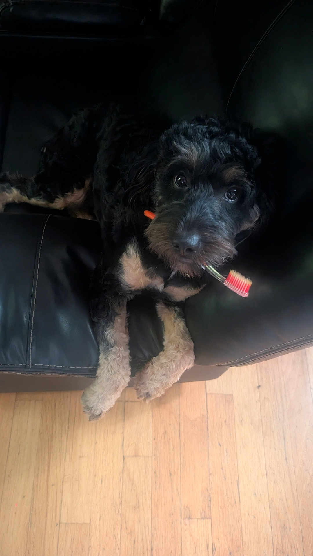 Luna is registered to the contest to win money with this photo: dog, pet, black_leather_couch, toothbrush, wooden_floor, indoor, animal, fur, cute, canine, looking_up, resting, household, domestic_animal, paw, mammal, companion, playful, relaxed, living_room