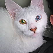 Pretty is registered to the contest to win money with this photo: amber_eye, animal, blue_eye, cat, close_up, curious, cute, domestic_animal, ears, eyes, feline, fur, heterochromia, indoor, nose, pet, portrait, soft_background, whiskers, white_cat