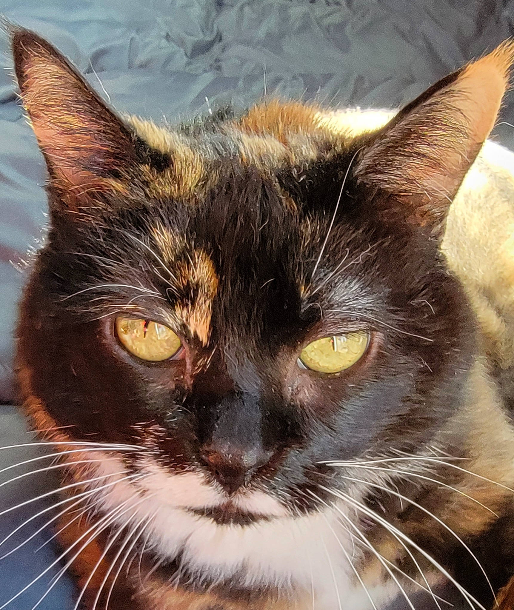 Sundae joined the competition — help win amazing prizes! art, black_cat, carnivore, cat, close_up, domestic_short_haired_cat, eye, felidae, fur, illustration, painting, photography, small_to_medium_sized_cats, snout, tail, terrestrial_animal, whiskers, wildlife, window