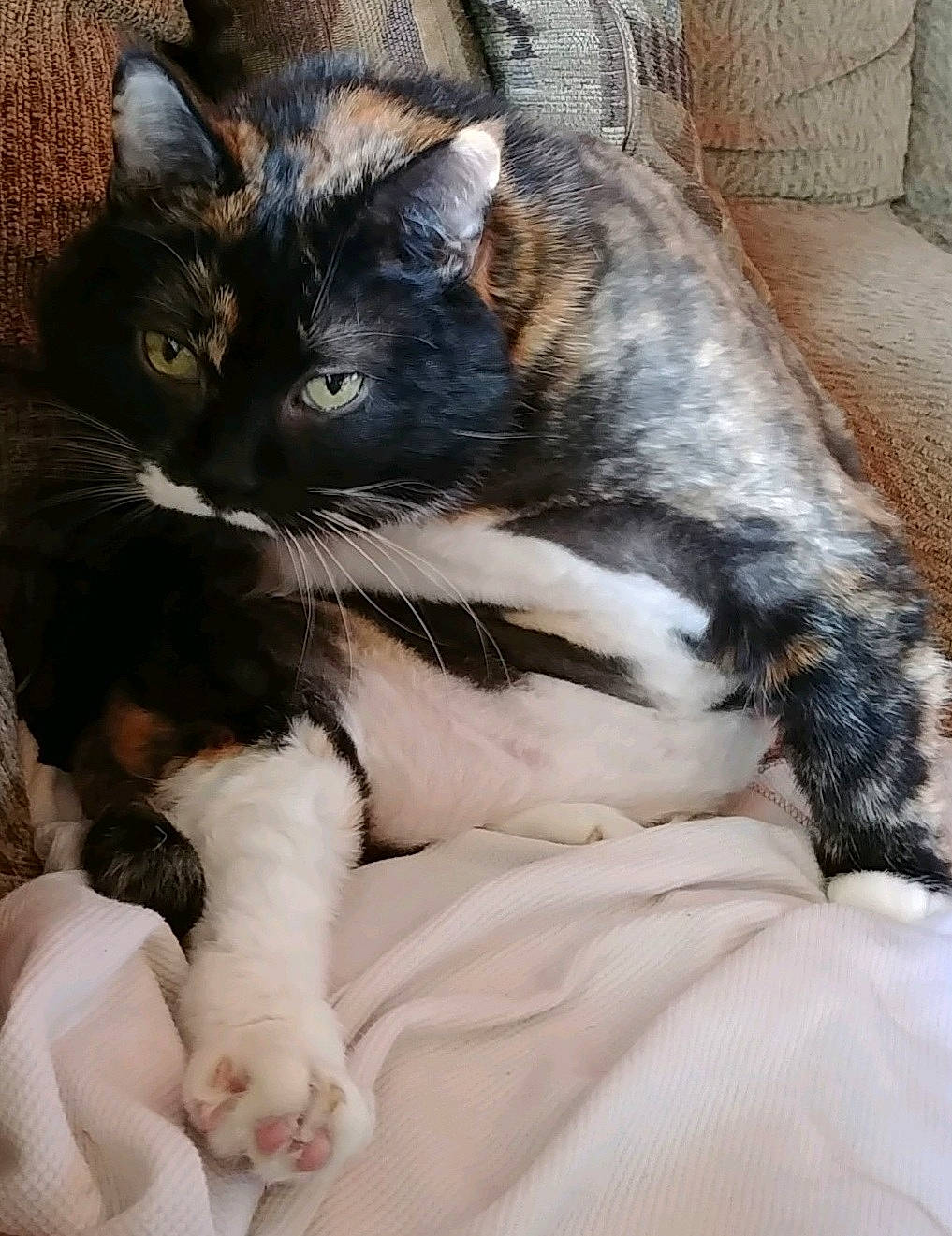 Sundae joined the competition — help win amazing prizes! carnivore, cat, claw, comfort, domestic_short_haired_cat, felidae, fur, paw, sitting, small_to_medium_sized_cats, snout, tail, terrestrial_animal, whiskers