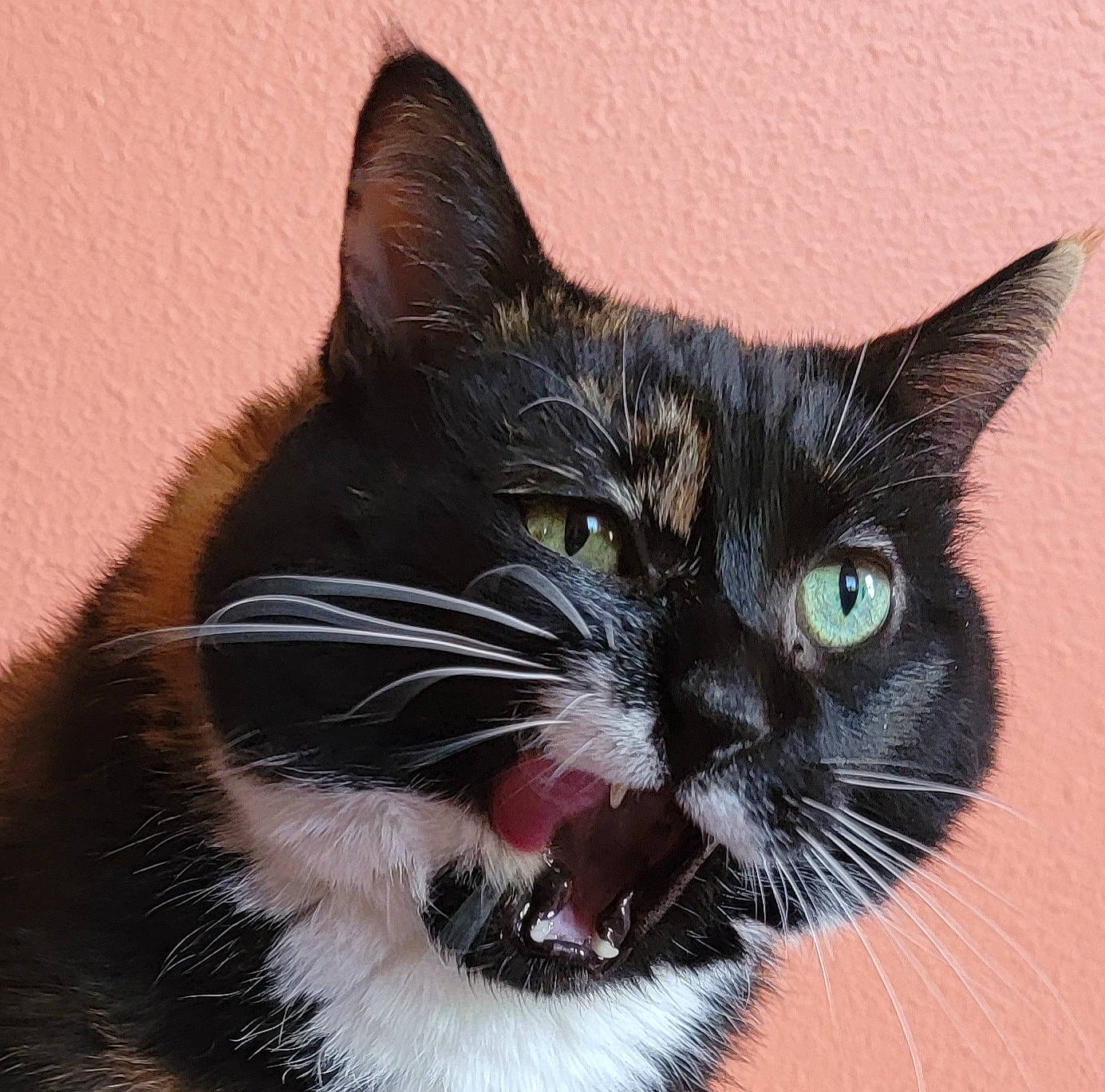 Sundae joined the competition — help win amazing prizes! black_cat, carnivore, cat, claw, collar, domestic_short_haired_cat, eye, fang, felidae, foot, fur, human_body, iris, paw, small_to_medium_sized_cats, snout, tail, terrestrial_animal, whiskers