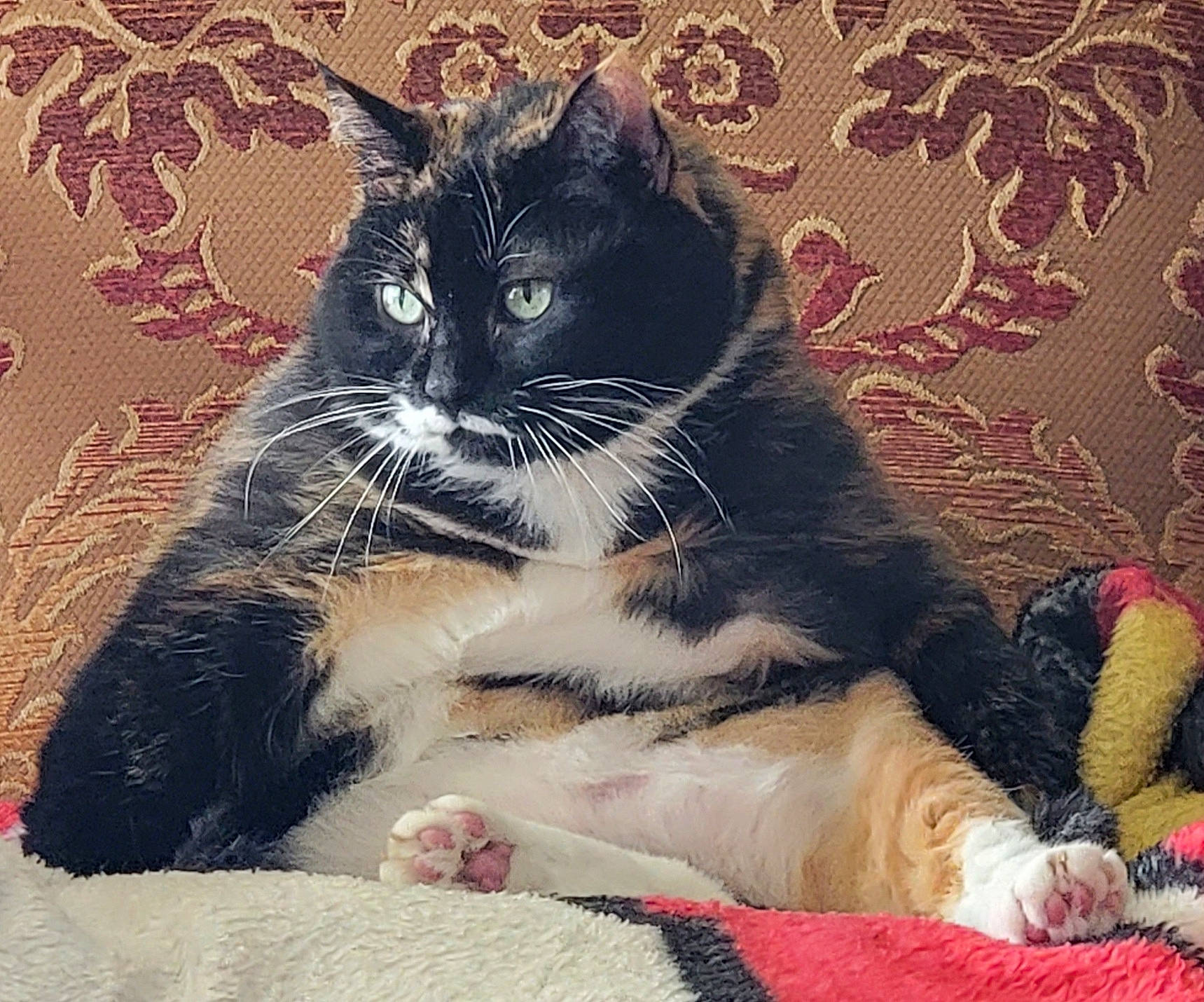 Sundae is registered to the contest to win money with this photo: art, black_cat, carnivore, cat, claw, comfort, domestic_short_haired_cat, felidae, foot, fur, pattern, paw, plant, sitting, small_to_medium_sized_cats, snout, stairs, tail, whiskers, window