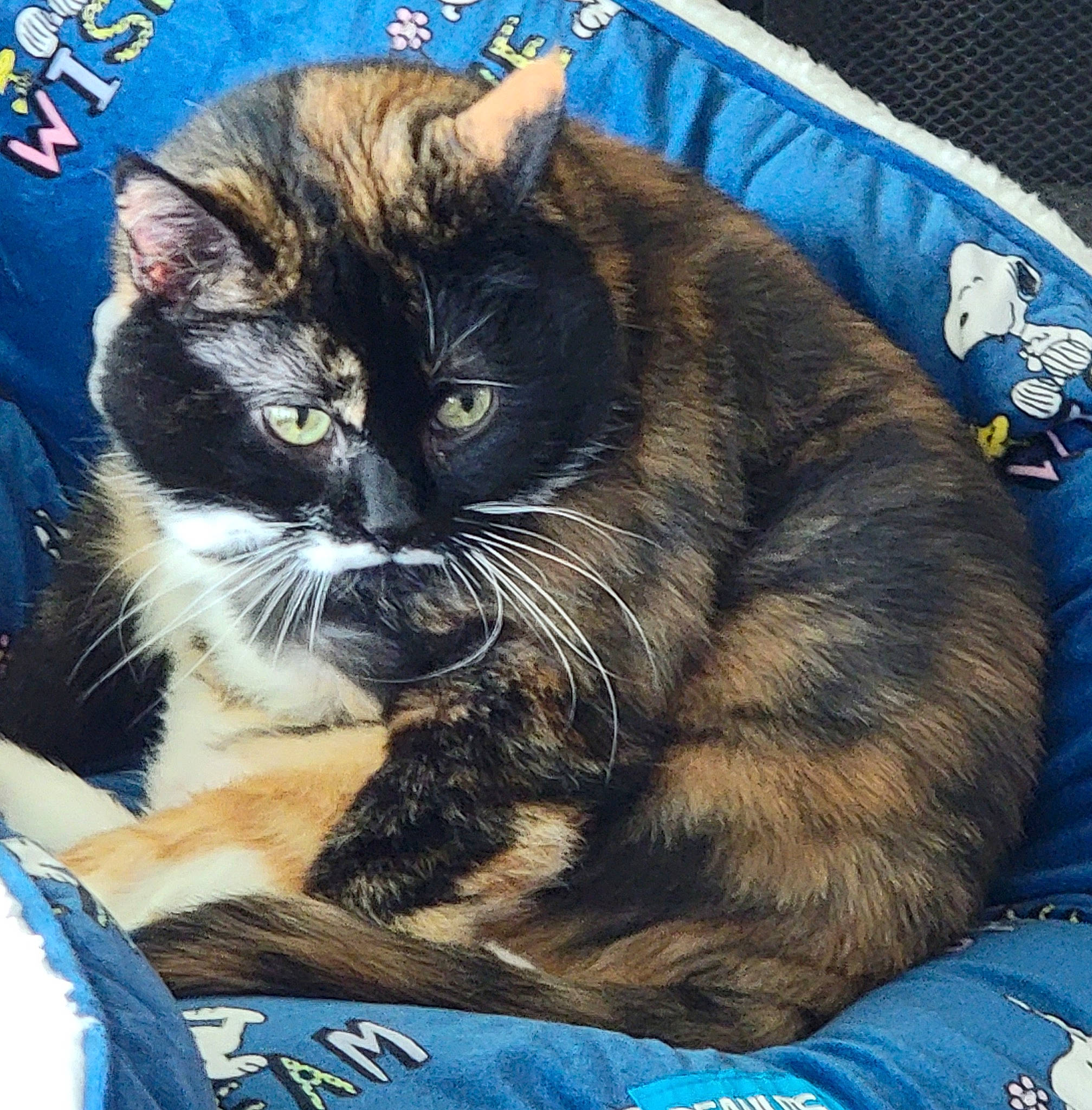 Sundae is registered to the contest to win money with this photo: blue, box, carnivore, cat, cat_supply, claw, comfort, domestic_short_haired_cat, electric_blue, felidae, fur, lap, paw, sitting, small_to_medium_sized_cats, snout, square, tail, whiskers