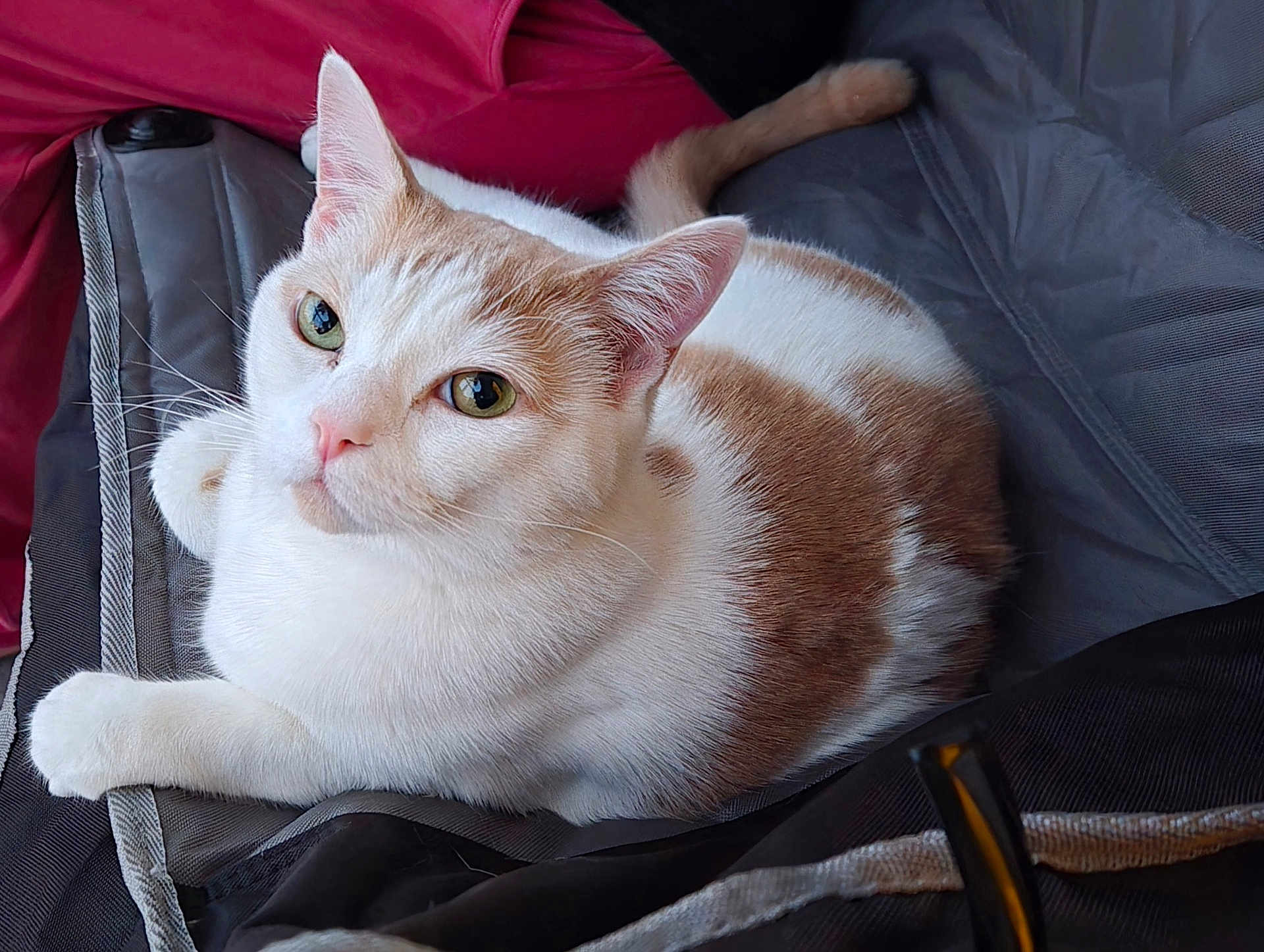 Pip is registered to the contest to win money with this photo: animal, cat, close_up, cozy, cute, domestic_cat, ears, feline, fur, green_eyes, indoor, lying_down, pet, portrait, relaxed, resting, soft_texture, tan_spots, whiskers, white_cat