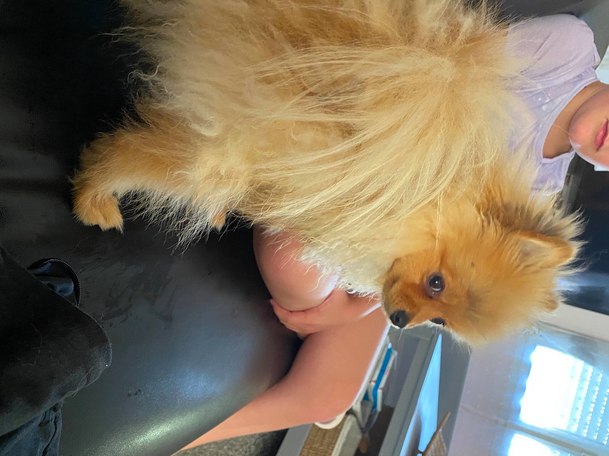 Sonny participe au concours pour gagner de l'argent avec cette photo : automotive_exterior, automotive_lighting, automotive_tire, blond, bumper, companion_dog, fashion_accessory, fawn, feather, fender, foot, fun, fur, hood, human_leg, tail, thigh, vehicle_door, windshield, wing