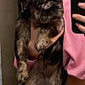 bathroom, brindle, bulldog, close_up, dog, face, fur, hand, holding, indoor, manicure, merle, mirror, paw, person_partial, pink_sweatshirt, puppy, reflection, selfie, smartphone