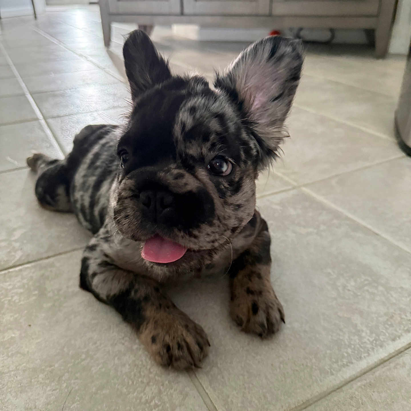 Lottie joined the competition — help win amazing prizes! adorable, brindle, close_up, dog, domestic_animal, ear, floor, front_paws, indoor, kitchen_cabinet, lighting, lying_down, nose, pet, playful, portrait, puppy, tile_floor, tongue, whiskers