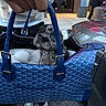 background_person, blanket, blue_bag, building, car, dog, door, evening, fur, hand, handbag, handles, pavement, person, puppy, reflection, sidewalk, sneakers, street, zipper