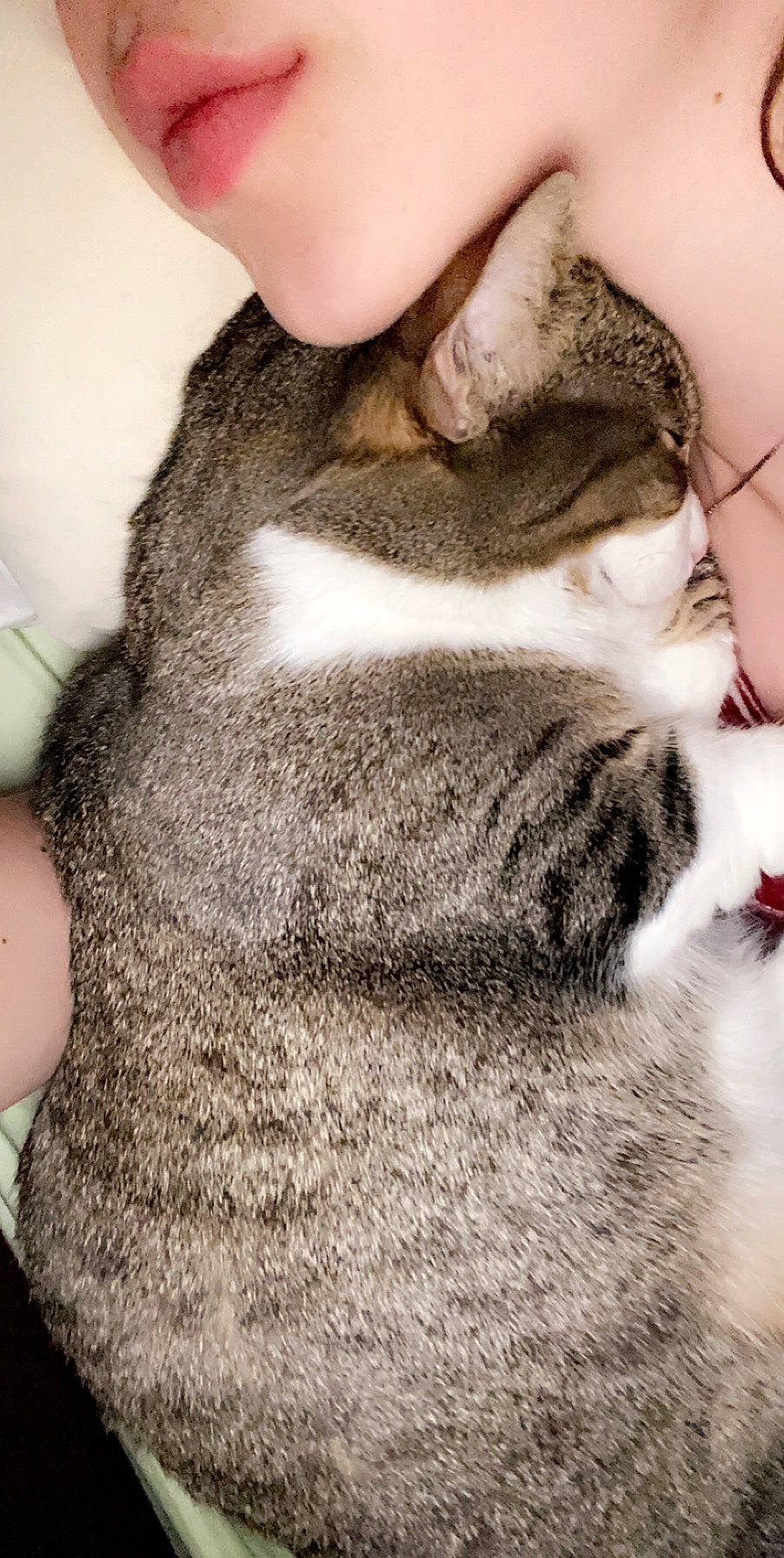 Linda joined the competition — help win amazing prizes! carnivore, cat, claw, domestic_short_haired_cat, ear, european_shorthair, eye, facial_hair, felidae, fur, hand, neck, nose, paw, polydactyl_cat, skin, small_to_medium_sized_cats, snout, tabby_cat, whiskers