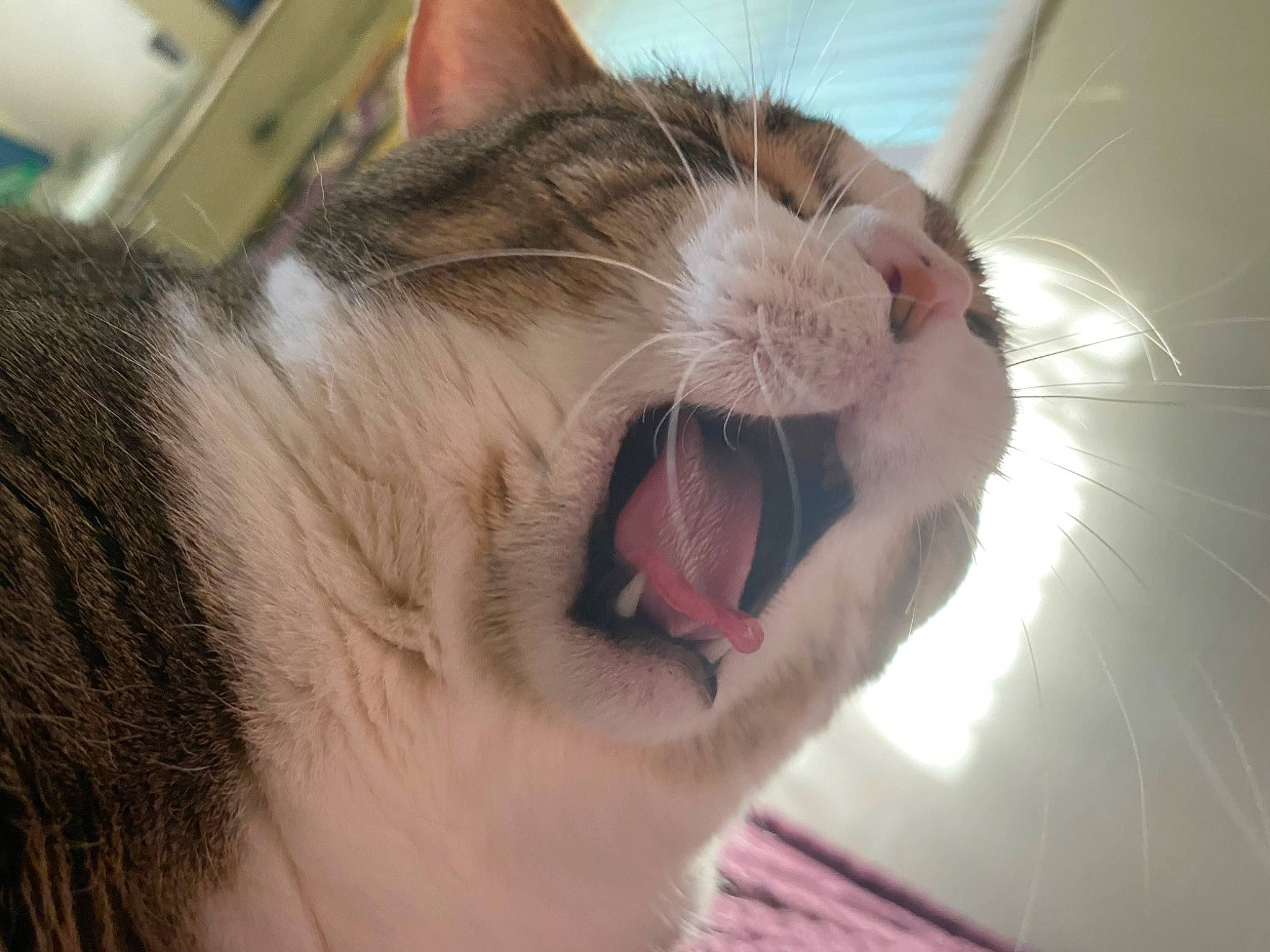 Linda joined the competition — help win amazing prizes! carnivore, cat, close_up, ear, eye, face, facial_expression, felidae, fur, hair, head, mouth, nose, organ, skin, small_to_medium_sized_cats, snout, tooth, whiskers, yawn