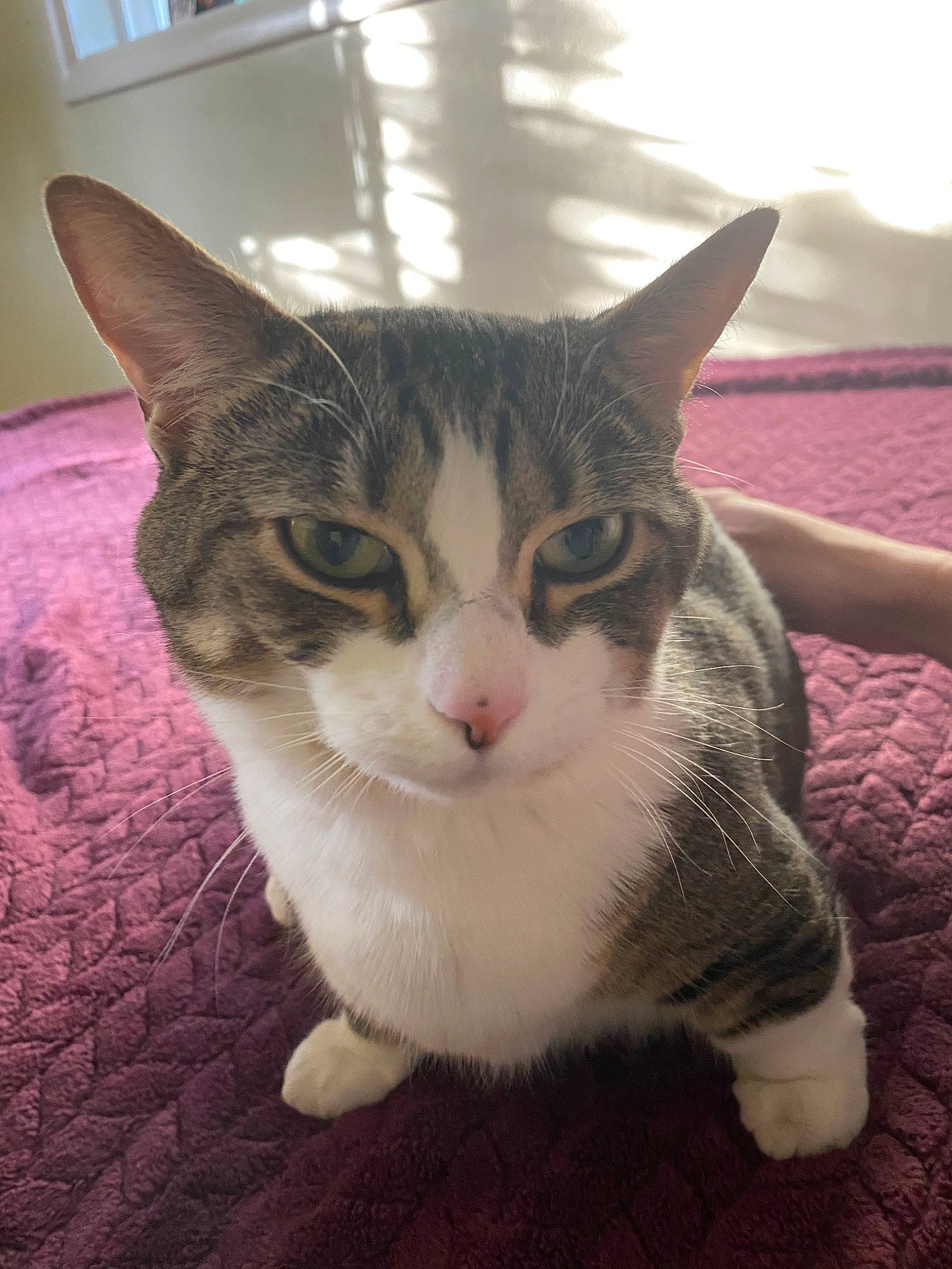 Linda is registered to the contest to win money with this photo: aegean_cat, american_shorthair, american_wirehair, asian, carnivore, cat, domestic_short_haired_cat, ear, european_shorthair, fawn, felidae, fur, german_rex, kitten, mammal, nose, small_to_medium_sized_cats, snout, tabby_cat, whiskers