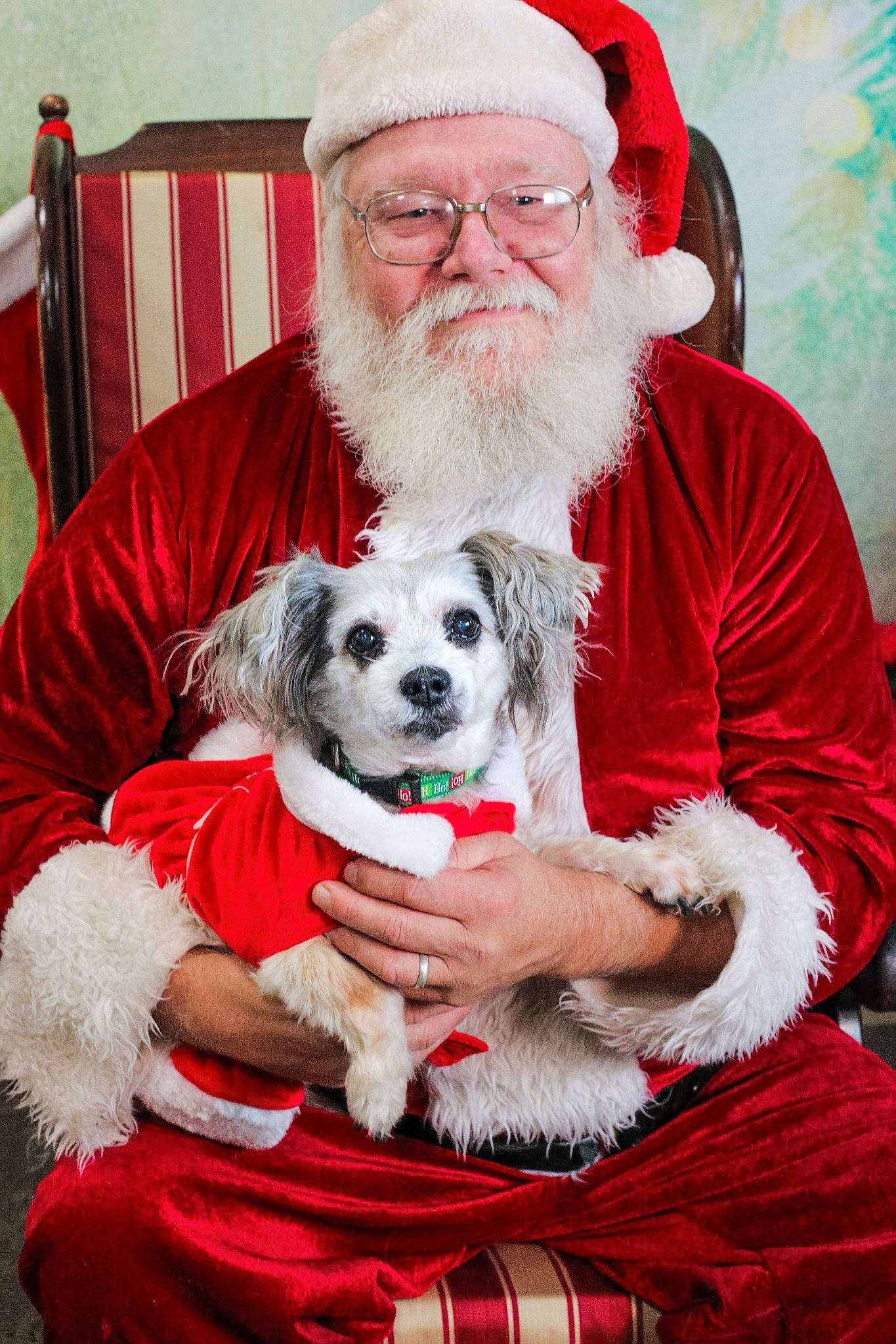 Cloe is registered to the contest to win money with this photo: beard, canidae, carnivore, christmas, christmas_eve, companion_dog, dog, dog_breed, facial_hair, fictional_character, fur, lap, puppy, santa_claus, shih_tzu