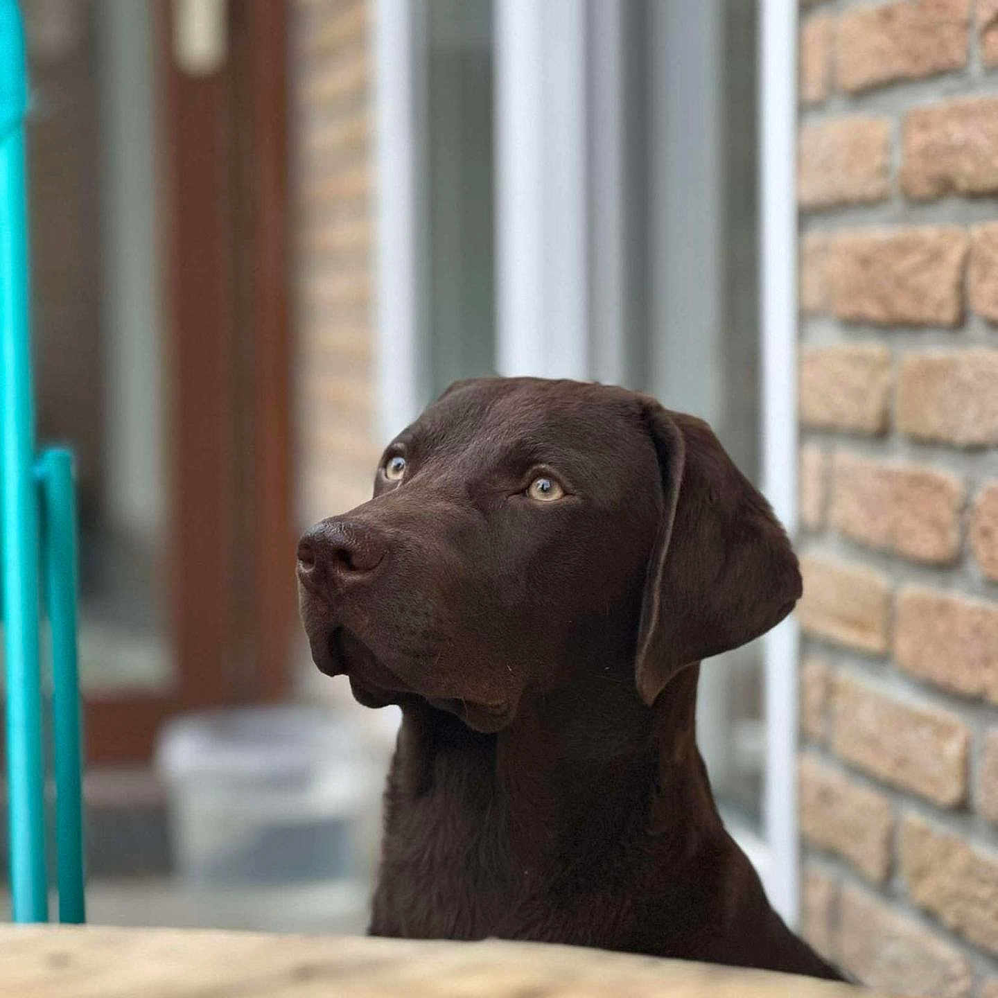Pongo