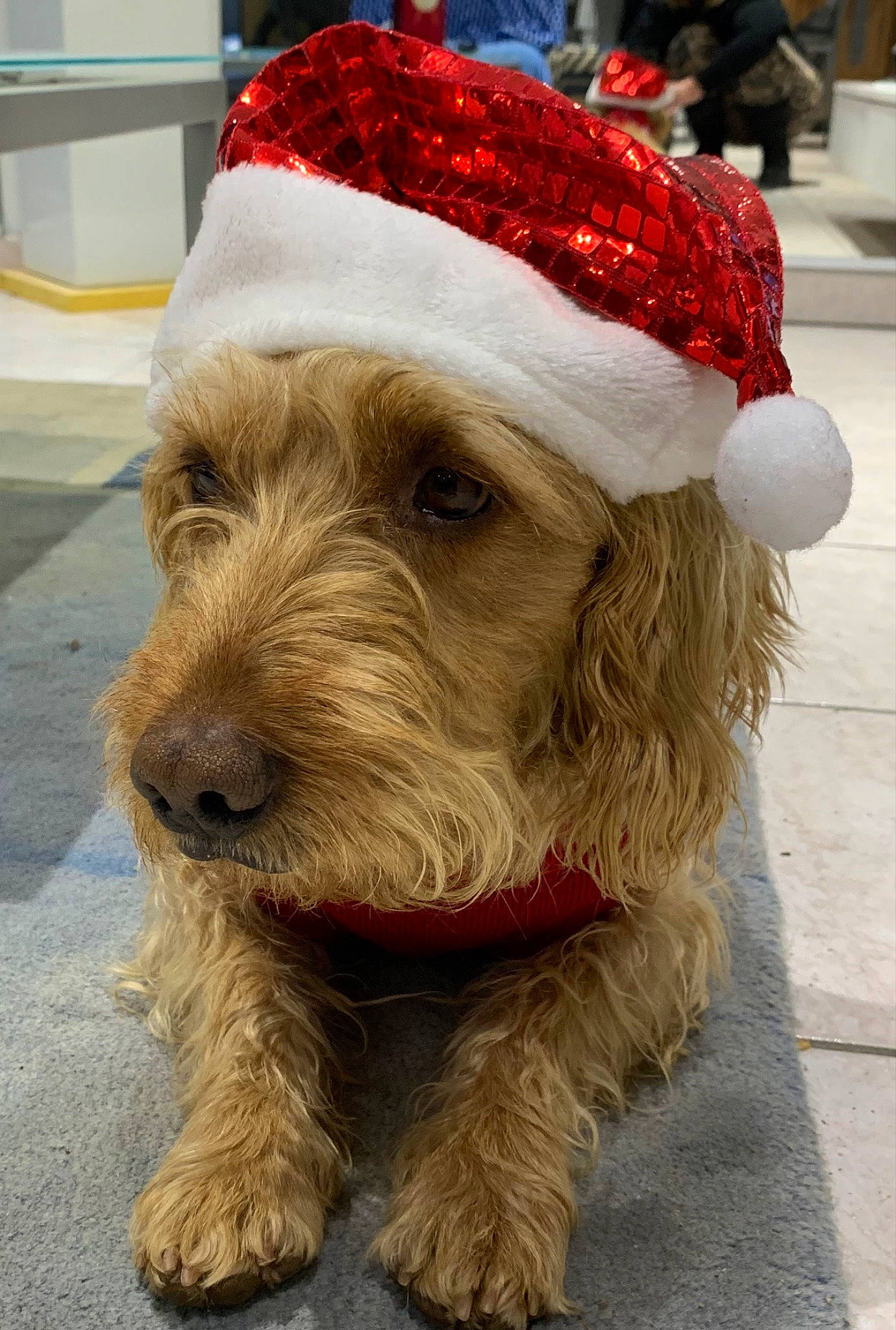 Rolex participe au concours pour gagner de l'argent avec cette photo : canidae, carnivore, collar, companion_dog, costume_hat, dog, dog_breed, dog_clothes, dog_collar, dog_supply, event, fur, fur_clothing, hat, holiday, leash, snout, sporting_group, terrier, working_animal