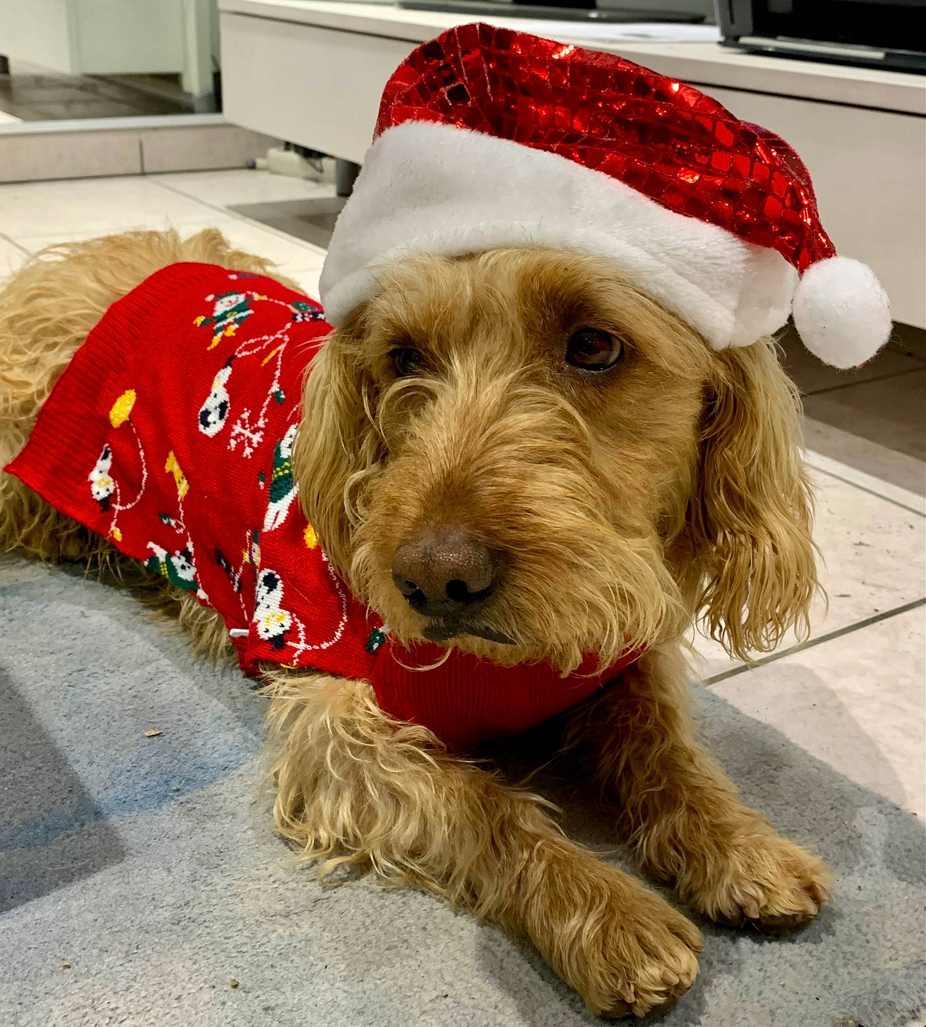 Rolex a rejoint le concours — aidez-le/la à gagner de superbes lots ! canidae, carnivore, collar, companion_dog, costume_hat, dog, dog_breed, dog_clothes, dog_collar, dog_supply, event, fur, kitchen_appliance, liver, pet_supply, snout, sporting_group, terrier, toy_dog, working_animal