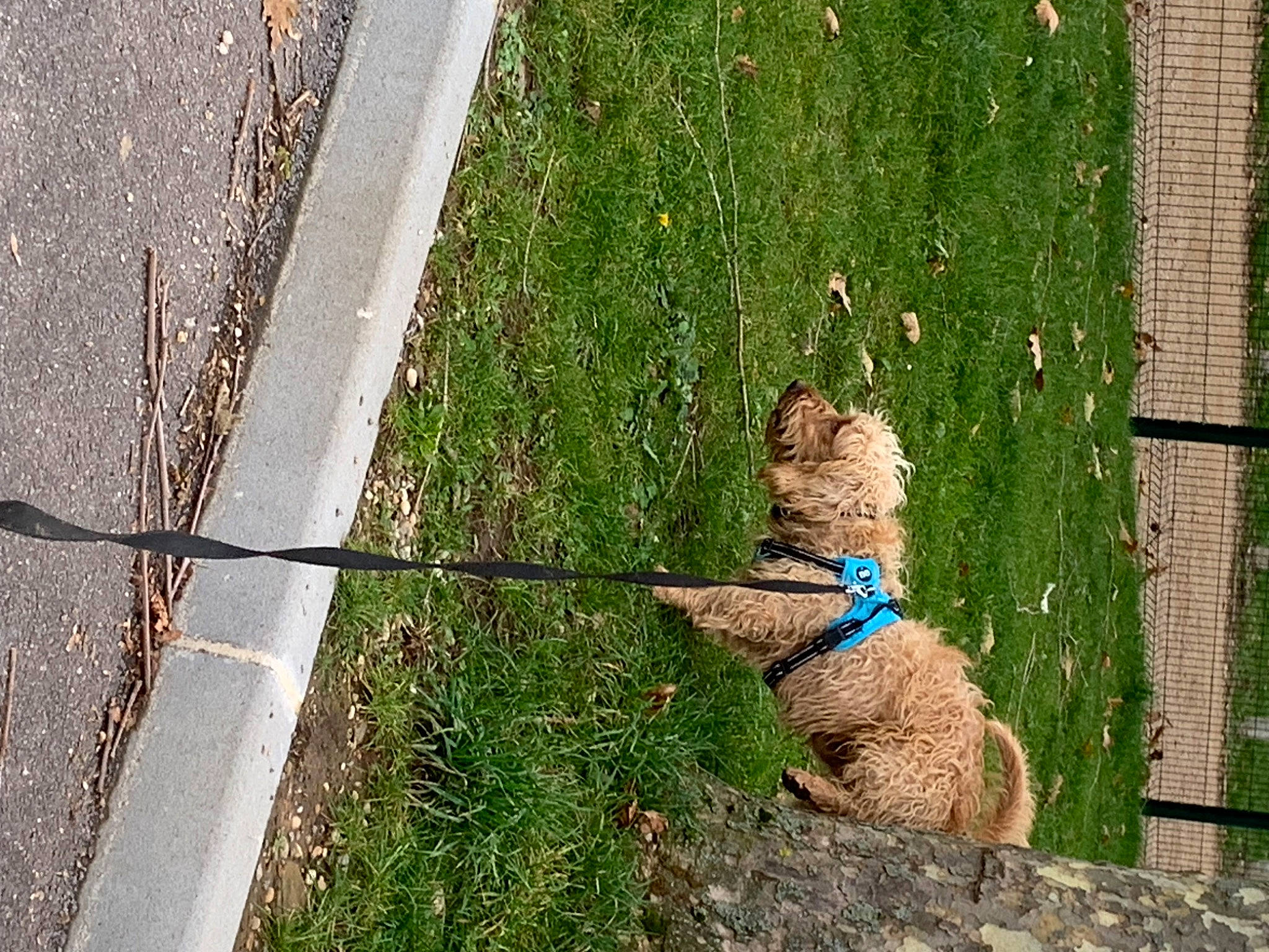 Rolex participe au concours pour gagner de l'argent avec cette photo : art, asphalt, carnivore, cat, concrete, fawn, felidae, grass, lawn, leash, plant, road_surface, shadow, sidewalk, small_to_medium_sized_cats, soil, tail, tree, trunk, wood