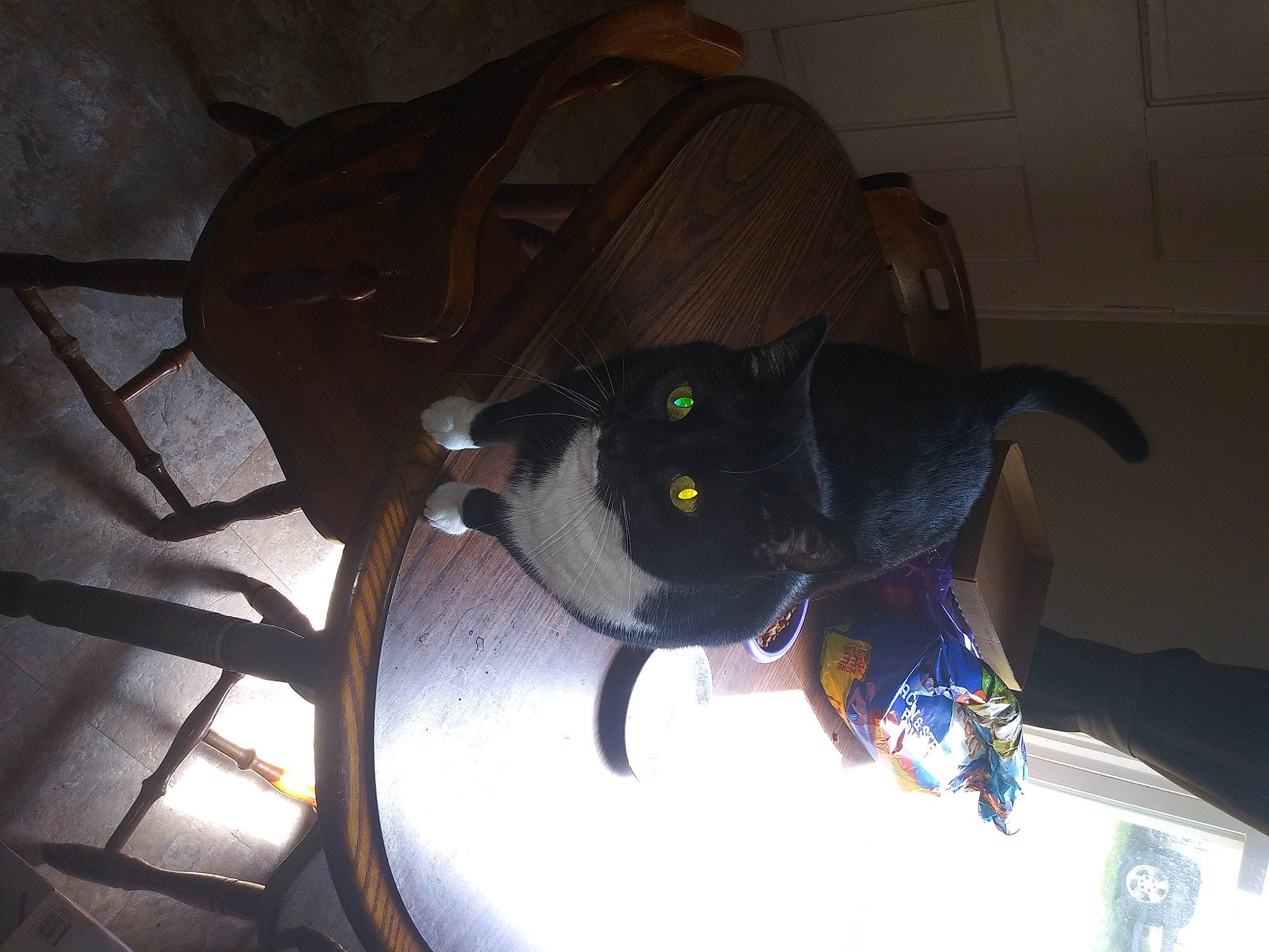 Mittens is registered to the contest to win money with this photo: audio_equipment, bag, black_cat, bombay, carnivore, cat, comfort, darkness, dog_breed, domestic_short_haired_cat, electric_blue, felidae, personal_protective_equipment, room, shadow, small_to_medium_sized_cats, space, tail, tints_and_shades, whiskers