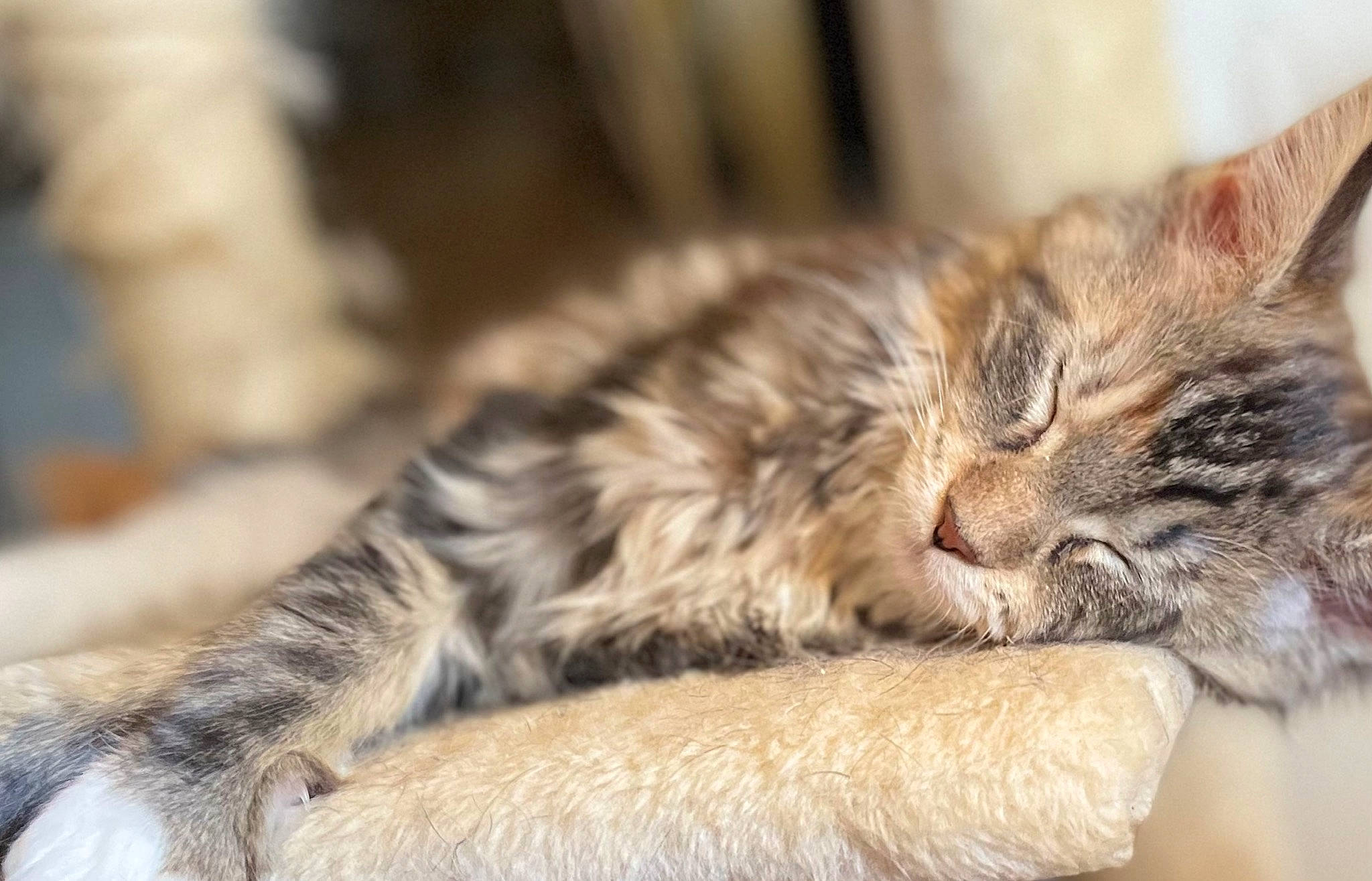 Julie is registered to the contest to win money with this photo: carnivore, cat, claw, comfort, domestic_short_haired_cat, felidae, fur, nap, paw, sleep, small_to_medium_sized_cats, snout, tail, terrestrial_animal, whiskers, wood