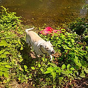 Jackson joined the competition — help win amazing prizes! dog, greenery, plants, water, stream, riverbank, nature, sunlight, outdoor, animal, canine, leafy, bushes, red_object, daylight, walking, collar, ground, shadows, environment