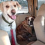 Jackson is registered to the contest to win money with this photo: dog, car, backseat, leash, happy, panting, brown_dog, white_dog, seat, window, sunlight, collar, pet, canine, resting, inside, vehicle, companion, two_animals, domestic_animal
