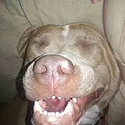 Dood is registered to the contest to win money with this photo: animal, canine, close_up, collar, cute, dog, domestic_animal, expression, face, fur, happy, indoor, light, mouth_open, nose, pet, sleepy, smiling, teeth, whiskers