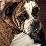Nina joined the competition — help win amazing prizes! dog, bulldog, brindle, pet, close_up, indoor, resting, fur, wrinkles, face, animal, canine, white_surface, expression, portrait, companion, domestic, cute, mammal, sleepy