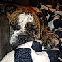 Nina is registered to the contest to win money with this photo: dog, bulldog, sleeping, close_up, paw, blanket, fur, indoor, cozy, resting, pet, animal, snout, napping, comfortable, soft, pattern, brown, white, black