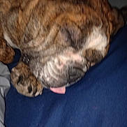 Nina joined the competition — help win amazing prizes! dog, sleeping, tongue, close_up, blurry, brown, fur, paw, resting, indoor, pet, animal, canine, face, napping, cozy, soft, blanket, cute, relaxed