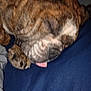 dog, sleeping, tongue, close_up, blurry, brown, fur, paw, resting, indoor, pet, animal, canine, face, napping, cozy, soft, blanket, cute, relaxed