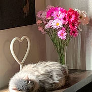 Gata Con No Nombre is registered to the contest to win money with this photo: cat, sleeping, fluffy, flowers, pink_flowers, vase, heart_decoration, wooden_surface, indoor, cozy, peaceful, pet, feline, relaxing, table, decor, home, sunlight, resting, domestic_animal