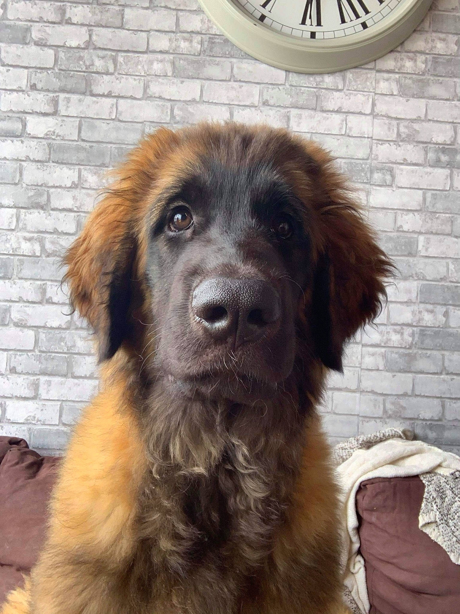 Ruby a rejoint le concours — aidez-le/la à gagner de superbes lots ! ancient_dog_breeds, brick, brickwork, carnivore, clock, companion_dog, dog, dog_breed, door, fur, gun_dog, home_accessories, liver, quartz_clock, sporting_group, terrestrial_animal, whiskers, wood, working_animal, working_dog