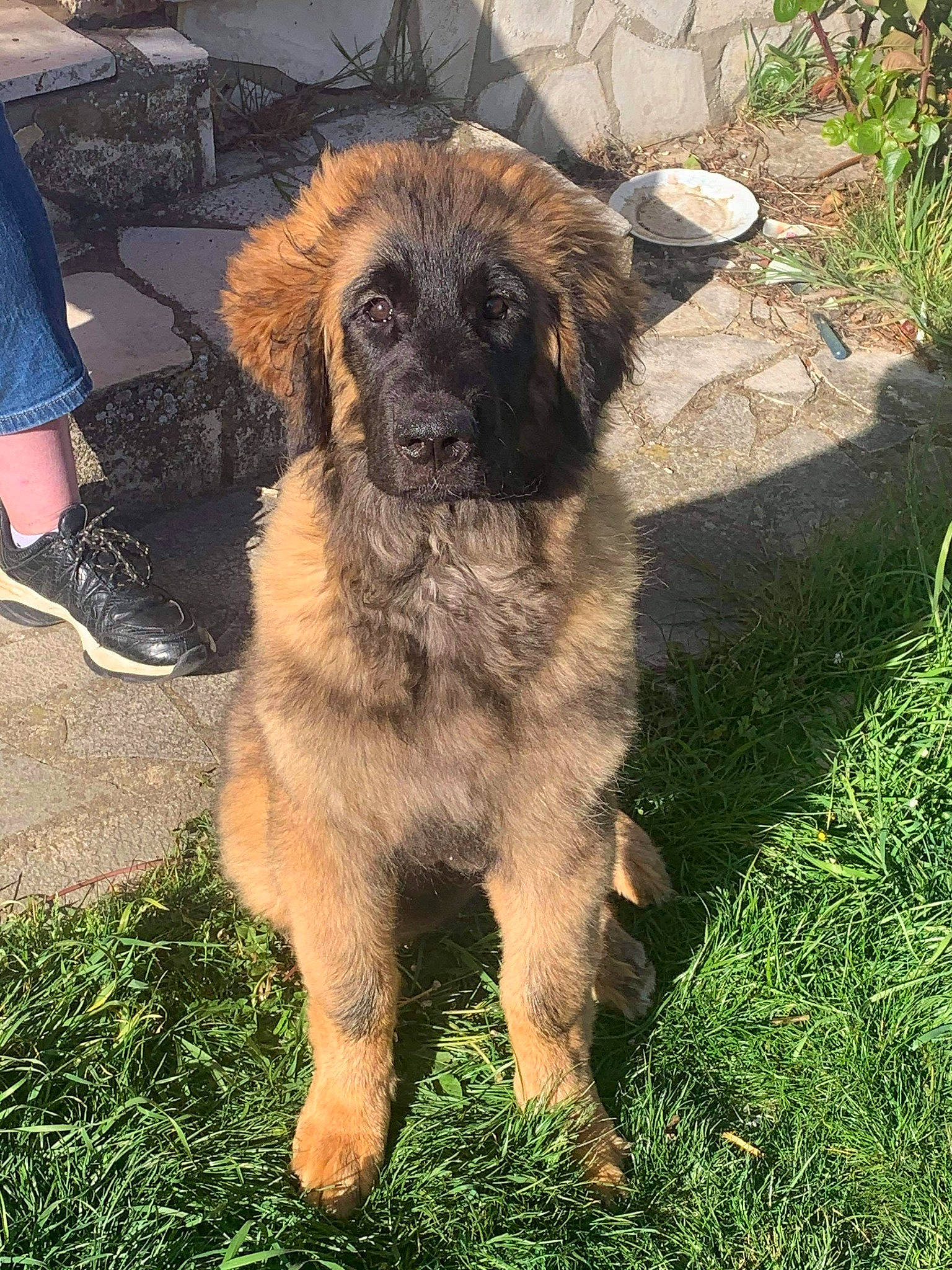 Ruby a rejoint le concours — aidez-le/la à gagner de superbes lots ! carnivore, companion_dog, denim, dog, dog_breed, estrela_mountain_dog, fawn, foot, fur, grass, human_leg, liver, plant, sandal, soil, sporting_group, terrestrial_animal, thigh, working_animal, working_dog