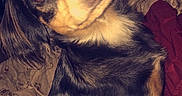 Bella is registered to the contest to win money with this photo: dog, pet, black, tan, bed, blanket, indoor, fur, canine, animal, looking, curious, ears, face, sleeping_area, cozy, domestic, companion, flash, portrait