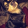 dog, pet, black, tan, bed, blanket, indoor, fur, canine, animal, looking, curious, ears, face, sleeping_area, cozy, domestic, companion, flash, portrait
