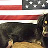 Bella joined the competition — help win amazing prizes! dog, black_dog, tan_markings, american_flag, flag, pet, animal, indoor, couch, relaxed, fur, ears, portrait, side_view, domestic_animal, canine, companion, home, background, resting