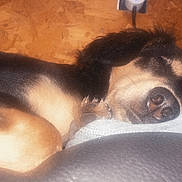 Bella joined the competition — help win amazing prizes! dog, sleeping, cushion, indoor, pet, rest, black_and_tan, canine, relaxation, comfort, fur, snout, ear, paw, home, cozy, animal, laying_down, domestic_animal, closeup