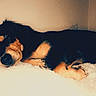 Bella is registered to the contest to win money with this photo: dog, sleeping, resting, fluffy_surface, indoor, pet, black_and_tan, canine, cozy, relaxed, fur, animal, mammal, cute, comfort, home, quiet, laying_down, peaceful, soft_lighting