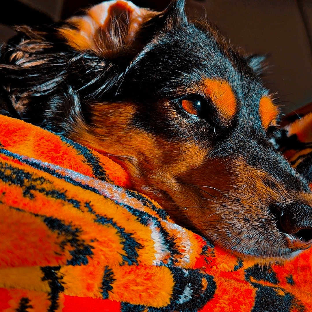 Bella