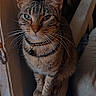 cat, tabby, pet, indoor, feline, collar, bell, whiskers, couch, armrest, curious, sitting, closeup, domestic_animal, animal, furniture, household, cute, portrait, looking