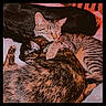cat, cats, sleeping, snuggling, fur, pet, cute, collar, tabby, striped, animal, domestic_animal, whiskers, closeup, indoors, resting, fur_pattern, companion, friendship, cozy
