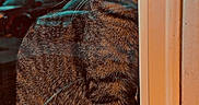 Karma is registered to the contest to win money with this photo: animal, car, cat, closeup, curious, daylight, feline, glass, indoor, nature, orange_frame, outdoor, pet, portrait, reflection, sitting, tabby, tree, whiskers, window