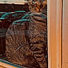 cat, tabby, window, reflection, car, tree, orange_frame, animal, pet, curious, indoor, outdoor, glass, feline, whiskers, portrait, daylight, nature, closeup, sitting