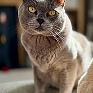 Zee is registered to the contest to win money with this photo: cat, feline, close_up, portrait, whiskers, yellow_eyes, grey_fur, short_hair, indoor, bokeh, shallow_depth_of_field, pet, domestic_cat, curious, sitting, paw, nose, ears, cozy, furniture