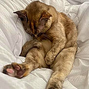 Quak joined the competition — help win amazing prizes! cat, sleeping, bed, blanket, white_bedding, paw, paw_pad, stretched, cozy, domestic, indoor, pet, feline, fur, whiskers, curled, nap, morning, comfort, close_up