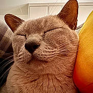 Moose joined the competition — help win amazing prizes! cat, sleeping_cat, close_up, whiskers, nose, ears, fur, cozy, pillow, cushion, indoor, portrait, pet, domestic_cat, relaxed, napping, muzzle, bedding, soft_texture, home_interior