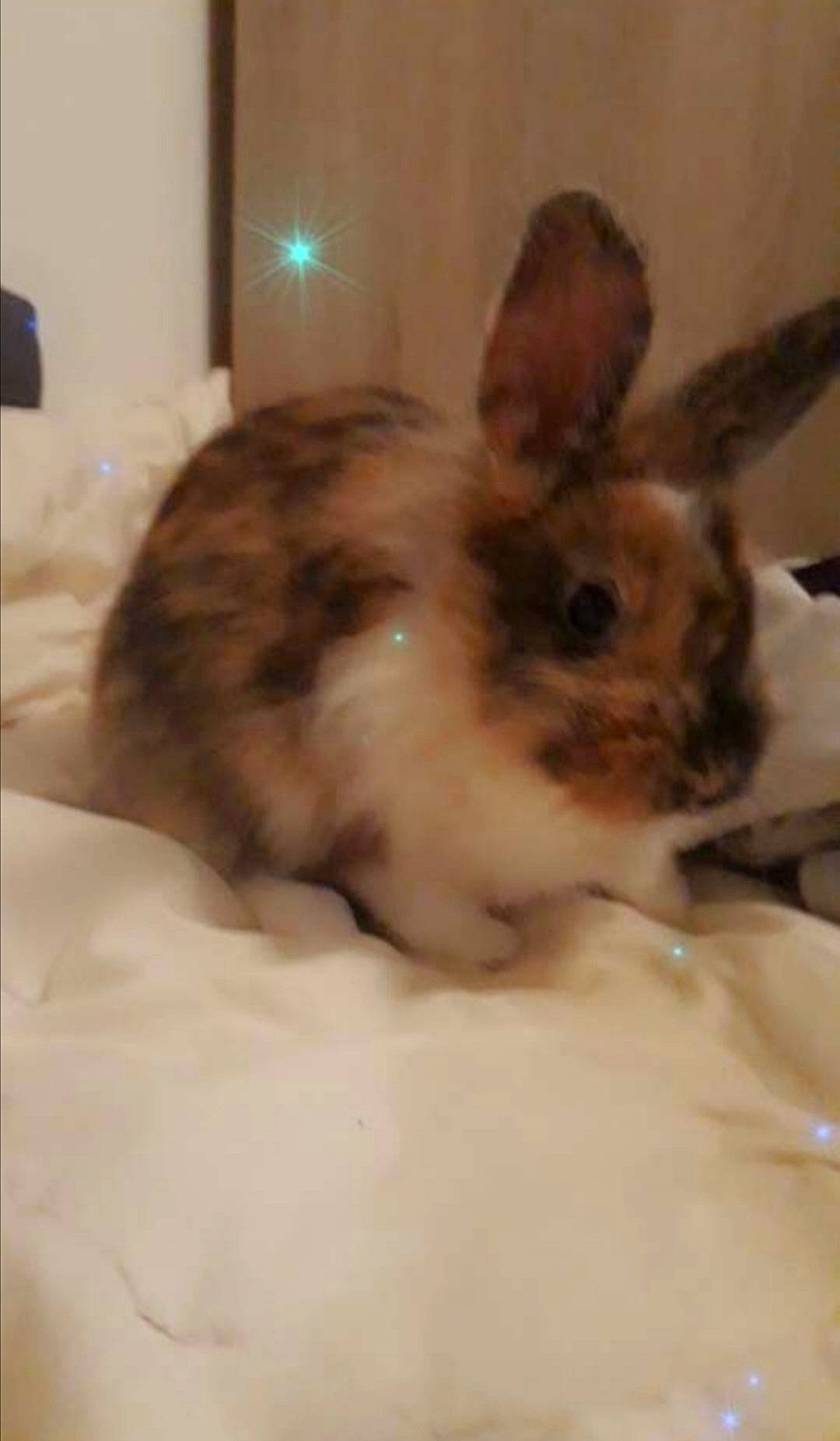 Nala a rejoint le concours — aidez-le/la à gagner de superbes lots ! domestic_rabbit, ear, fawn, hare, iris, mammal, rabbit, rabbits_and_hares, whiskers