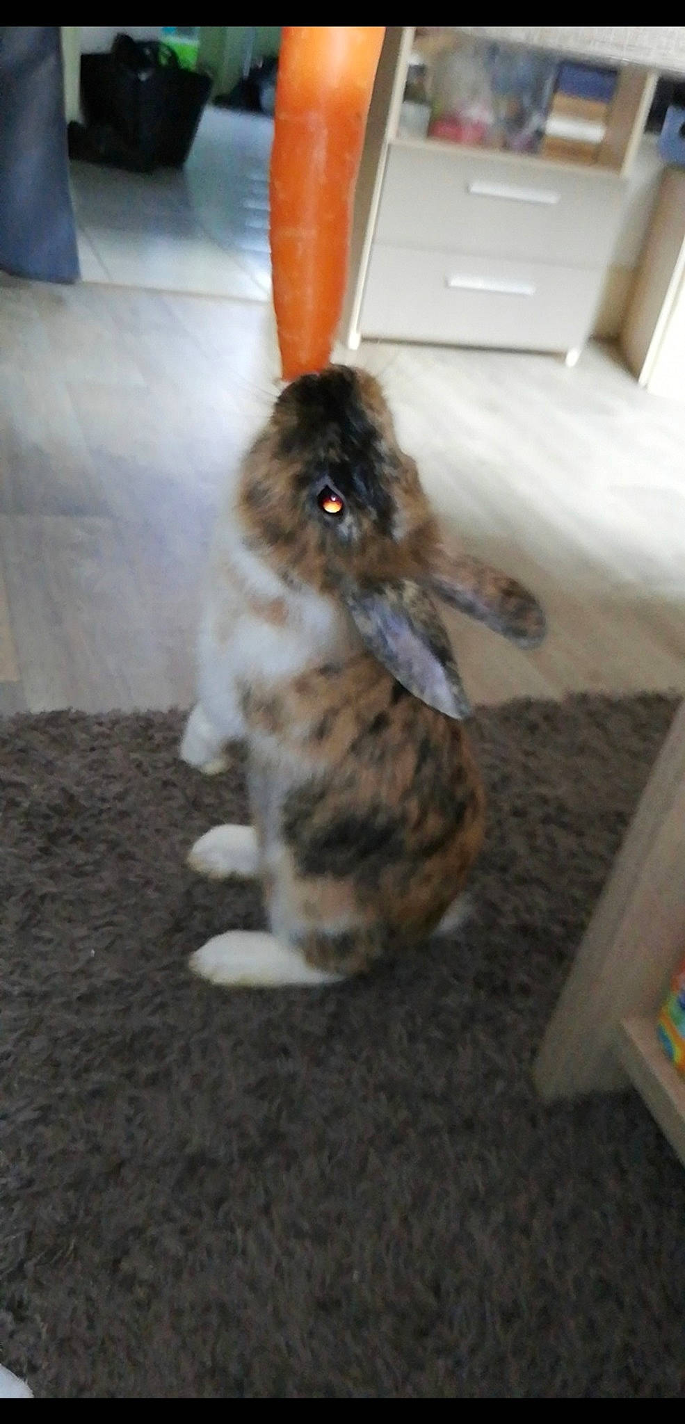 Nala a rejoint le concours — aidez-le/la à gagner de superbes lots ! cat, domestic_rabbit, felidae, rabbit, rabbits_and_hares, tail, whiskers